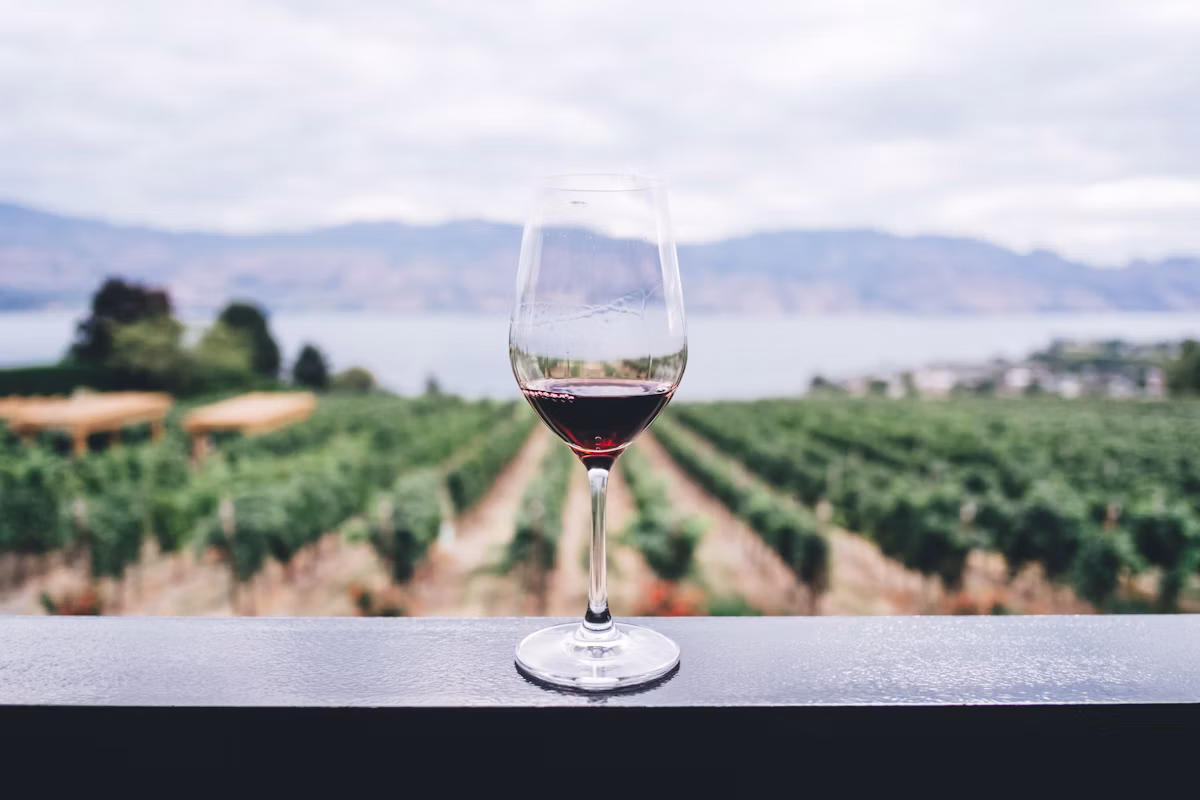 Bluffview Vines — wine flight